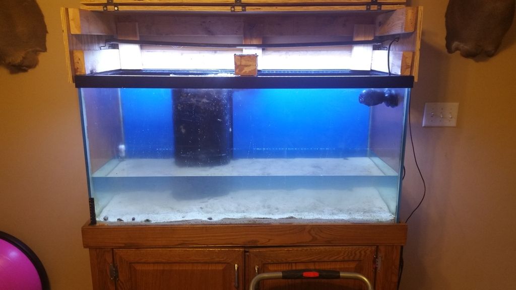 The Great ICK breakdown!?!?!?!? REEF2REEF Saltwater and Reef Aquarium Forum